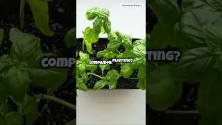 Urban Gardening Hacks: Small Space Plant options!