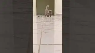 Harness Training Day1!Kitten&rsquo;s Funny Walk😻Curious Kitten Takes First Indoor Walk!#viral #viralshorts