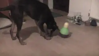 Interactive Toys for Dogs: Bob-A-Lot