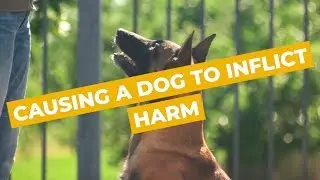 Causing a Dog to Inflict Harm | Sydney Criminal Lawyers&reg;
