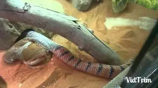 Coral cobra/Aspidelaps lubricus lubricus shedding.