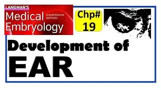 Langman Chapter#19 | Development of EAR | Embryology | Dr Asif Lectures
