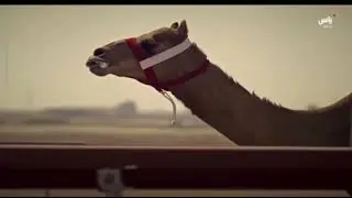 Kuwait Qurain 