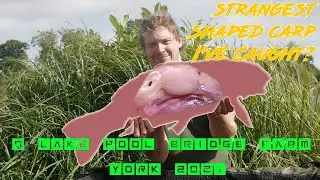 Q LAKE POOL BRIDGE FARM- YORK - STRANGE LOOKING CARP! NEW CARP FISHING VIDEO 2021