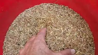 Kernza Harvest Recap 2023