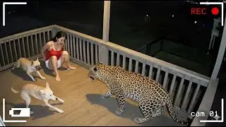 Craziest Animal Moments Caught on Camera