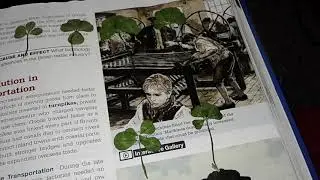 How Do I Save My 4 Leaf Clovers?? (PLZ I NEED HELP)