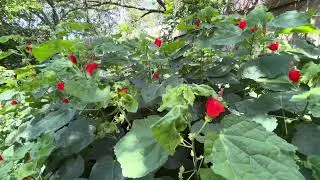 Turk&rsquo;s Cap for Texas Shade