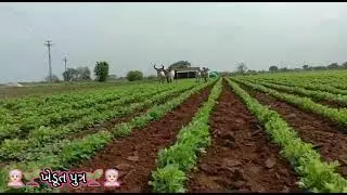 Chhote aur Bade bell Ki Jodi Ek Sath Khet Mein