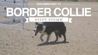 BORDER COLLIE BREED REVIEW