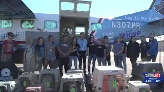 В Бенде в рамках &laquo;поездки на свободу&raquo; от Street Dog Hero приземлилось 35 собак &mdash; это рекордное количество за один рейс.