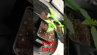 #SeedToHarvest​ #Homegrow​ #420​  #growtips​ #cannabistutorial​ #germination​ #helmethead​ #shorts​