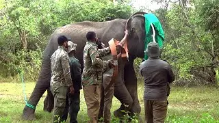 Elephant collaring &ndash; protecting the wild elephants | Elephant needs life saving | Animaux