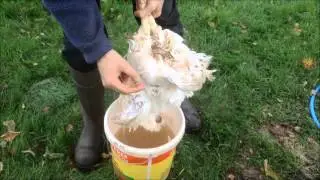 How to Scald a Chicken prior to plucking