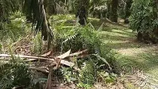 jenis pakis yang bagus dipelihara di kebun kelapa sawit