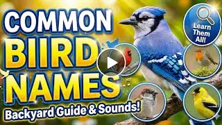 Learn Bird Names! 🐦 15 Common Birds for Kids