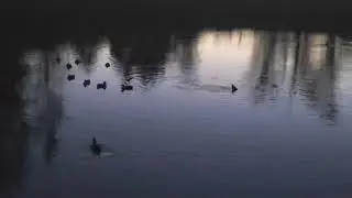 Bullfrog Mating Call