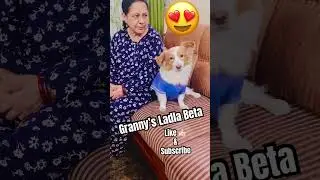 #cute #relatable #funny #dog #love #labrador #subscribe #spitz #viralvideo #trending #pets #shorts