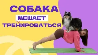 ПРИУЧИТЬ СОБАКУ ОТДЫХАТЬ