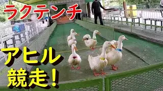 アヒル競走！ 別府ラクテンチ#2
