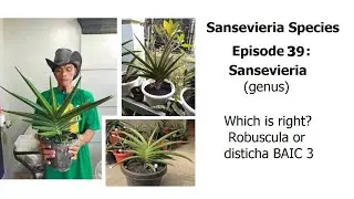 Robuscula or disticha BAIC 3? - Sansevieria species Episode 39