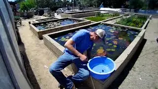 Trapdoor Snail  - #6 Best Pond Algae Eater
