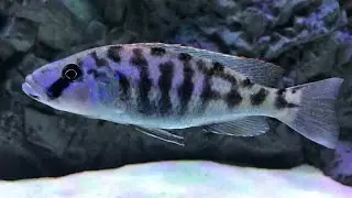 New Stuff For The Predator Hap Tank