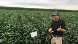 Soybean Late Season Irrigation
