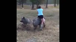 People riding pigs with the Crash Bandicoot hog music