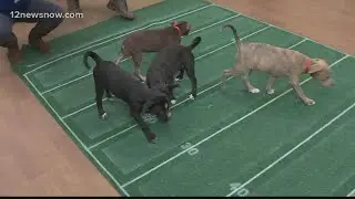 Southeast Texas puppies make Cincinnati their Super Bowl LVI pick in Puppy Bowl 2022
