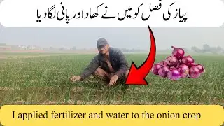 Onion Crop Ko 4th Pani aor Fertilizer Lga Di