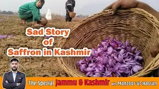 Sad Story of Saffron in Kashmir