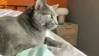 The hell is my cat doing??