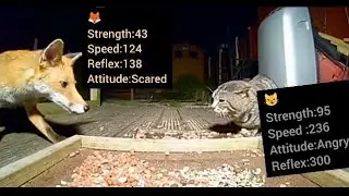Cat and Fox epic standoff!!