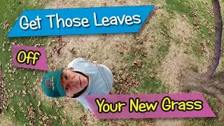 Last Mow & Leaf Cleanup: Late Fall Care for New Grass Seedlings (Don't Suffocate Them!)