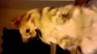 Mimi the dancing meerkat pomeranian