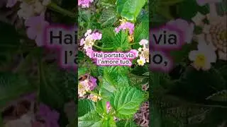 Non mi voltero