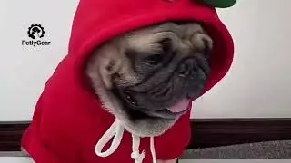 Adorable Fruit Hoodies for Small Dogs! 🐕🍉 | Cozy Winter Pet Clothing | #PetlyGear