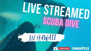 LIVE STREAMED SCUBA DIVING AT RED HILL IN HAWAII
