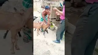 P.p.R vaccine for goat✓