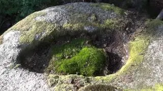 Schalenstein Dimbach