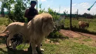 Lion vs man
