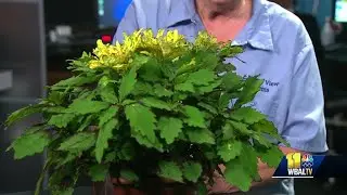 Plant questions: How to treat fall webworm in trees?