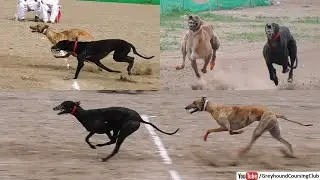 dog racing 2023 | drag race | racing greyhounds | dog track race