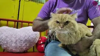 Ginger  | Playtime, Walking & Strolling | Persian Cat Holiday Fun