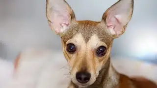 Why Do Dogs Feel Good People?