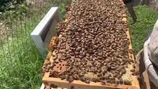 Beekeeping 101 vlog#2 06/17/21