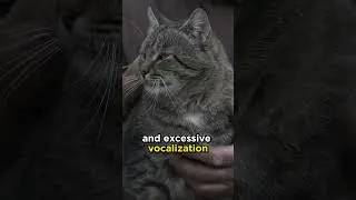 Do cats think about us when we're gone? #cats