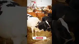 Maweshi Mandi #shorts #maweshimandi #cattlemarket