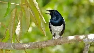 Amazing Bird hunting a insect( burung kacer bird)#bird #birdhunting#birdeat#villagelife#nature#wild